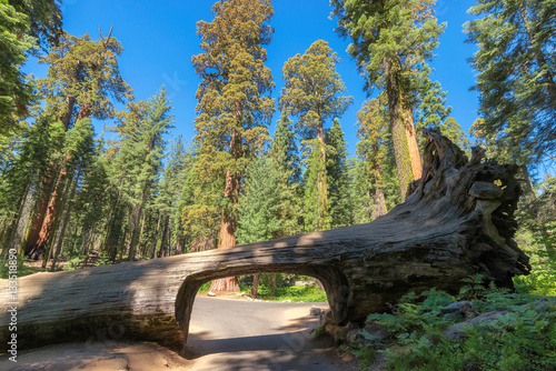 Tunnel cut out of a single Sequoia tree trunk, Sequoia National Park, California 