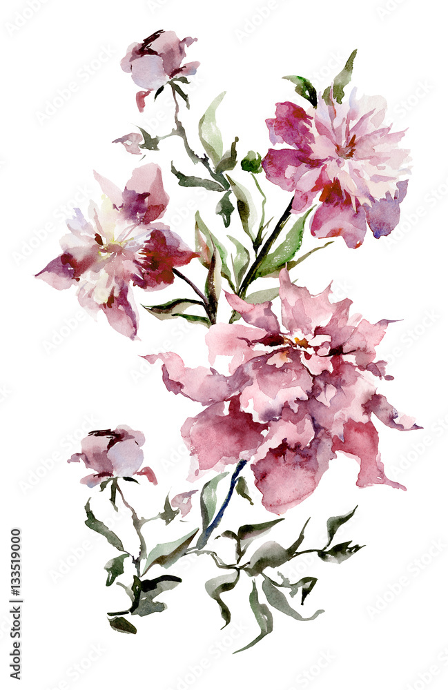 Expanded pink peonies on white background.  Watercolor painting. Hand drown. Vertical orientation. Can be used in greeting cards, wallpapers, fabric, wrapping paper