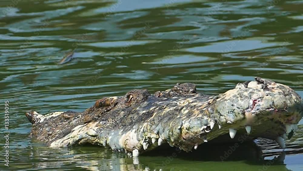 The battle of alligator in water. nature background. The battle of alligator in water. nature background.