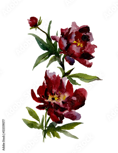 Beautiful wine red peonies on white background.  Watercolor painting. Hand drown. Vertical orientation. Can be used in greeting cards, wallpapers, fabric, wrapping paper