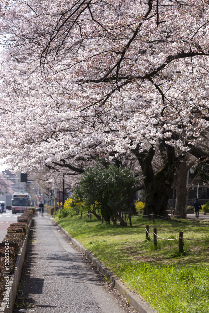 大学通りの桜（東京都国立市）