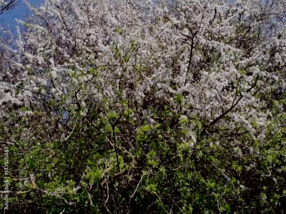 blossom hedgerow spring blossom hedgerow spring
