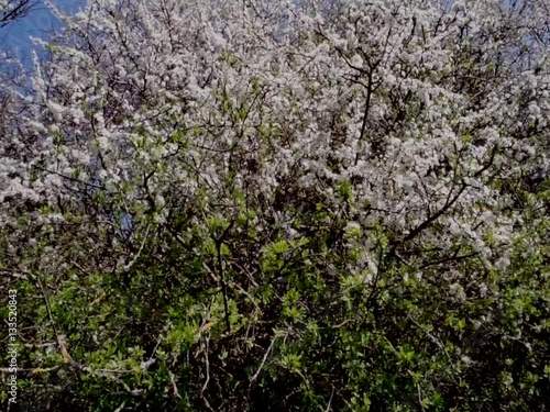 Wallpaper Mural blossom hedgerow spring Torontodigital.ca