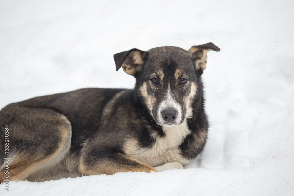 Fototapeta a stray dog on the winter snow