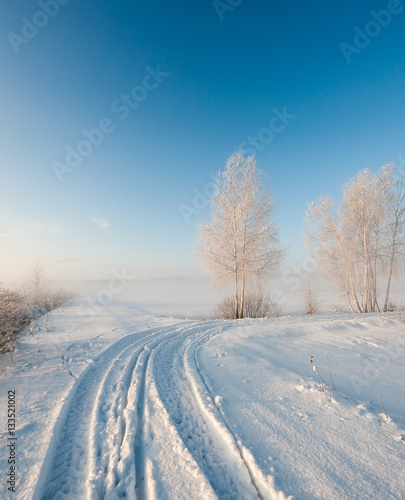 Snow covered trees on snow covered landscape