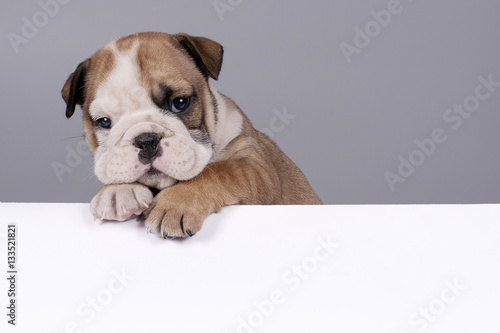 English Bulldog puppy