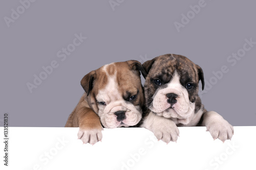 Two English bulldog puppies