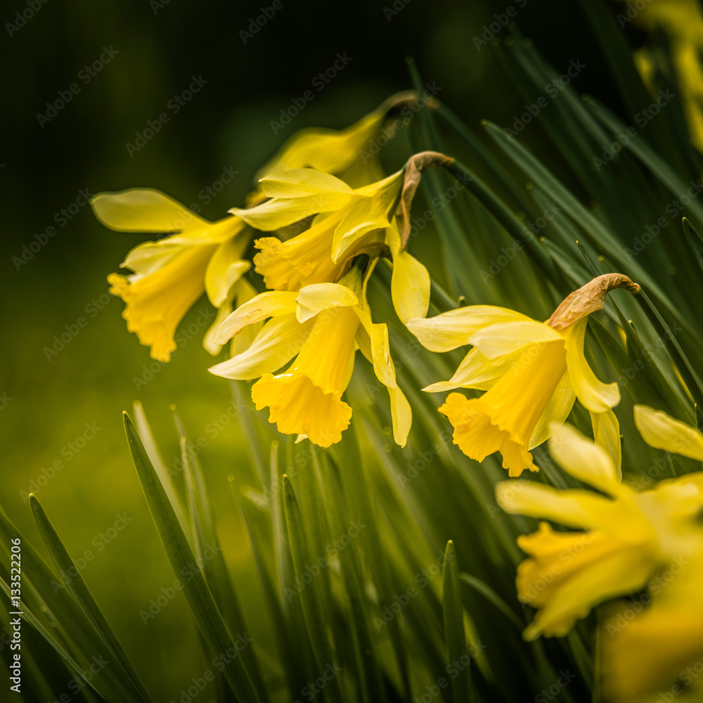 Beautiful daffodils on a natural background in spring Beautiful daffodils on a natural background in spring