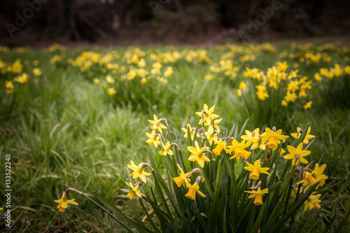 Beautiful daffodils on a natural background in spring