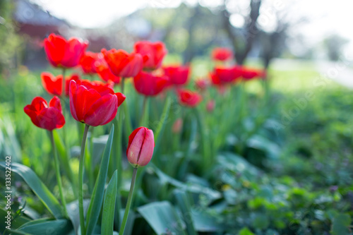 Red tulips on flowerbed © Evgenia Tiplyashina