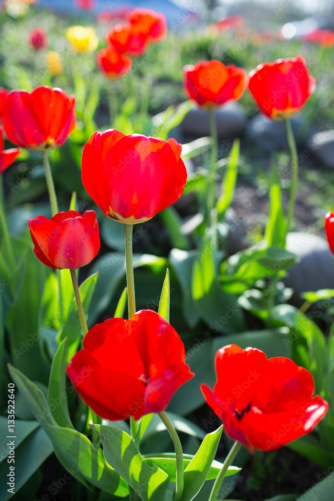 Naklejka premium Red tulips on flowerbed