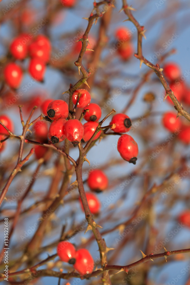 Red berries of rose bush in winter Red berries of rose bush in winter