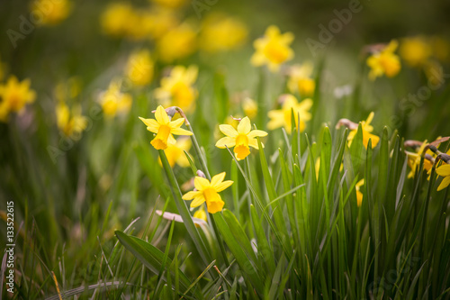 Beautiful daffodils on a natural background in spring