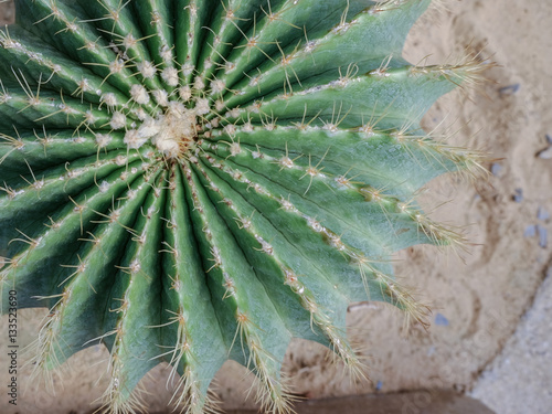Close up ,Top view  of Golden ball cactus , Echinocactus grusoni photo
