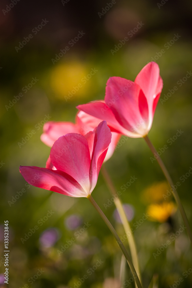 Beautiful tulips on a natural background in spring Beautiful tulips on a natural background in spring