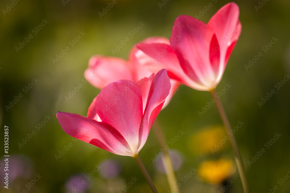 Beautiful tulips on a natural background in spring