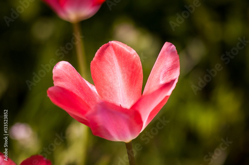 Beautiful tulips on a natural background in spring