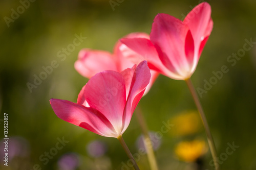 Beautiful tulips on a natural background in spring