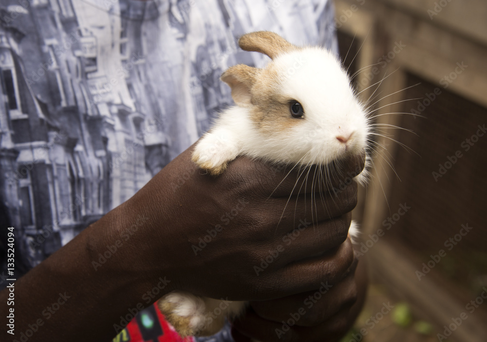 Obraz premium Holding a bunny