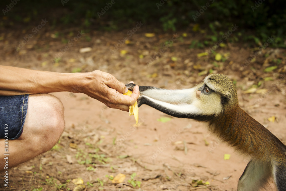 Mona monkey Mona monkey