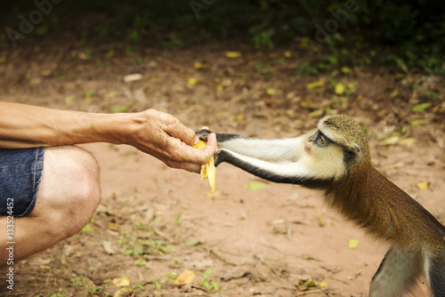 Photography Mona monkey
