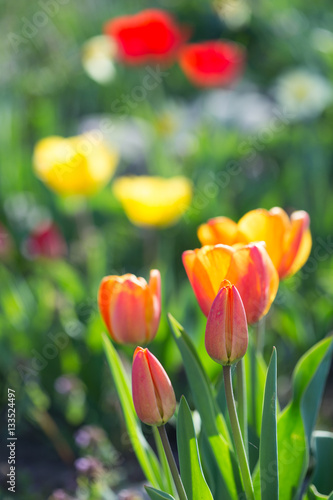 Multi-colored tulips