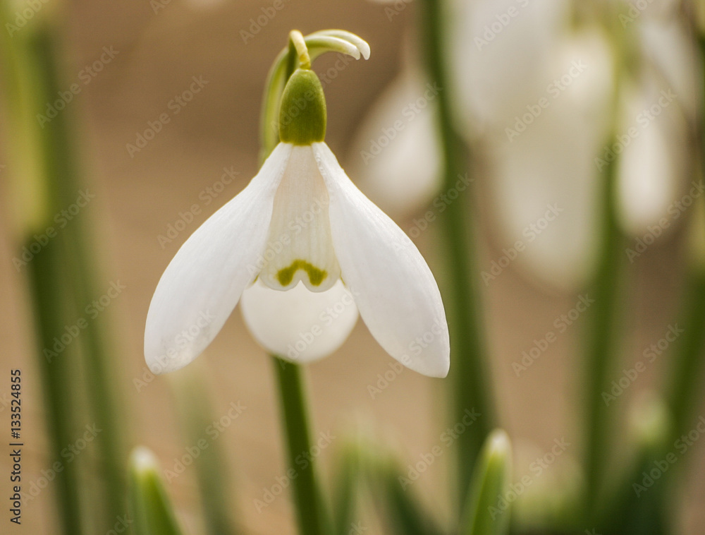 Beautiful snowdrops on a natural background in spring Beautiful snowdrops on a natural background in spring