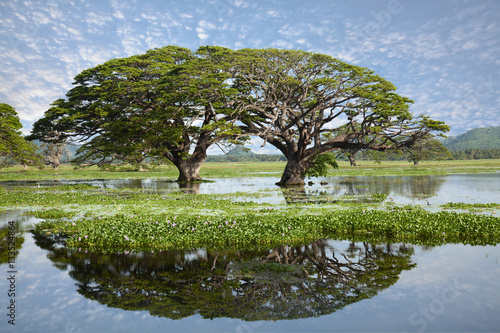 Lake landscape - gigantic trees with water reflection