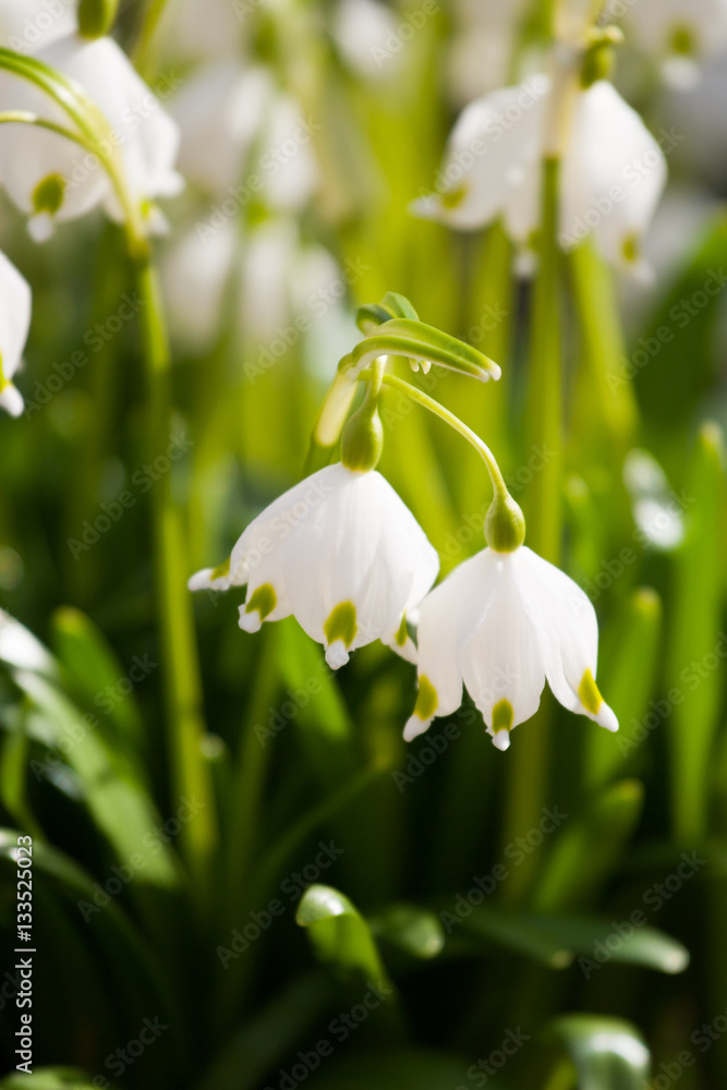 Beautiful snowdrops on a natural background in spring Beautiful snowdrops on a natural background in spring