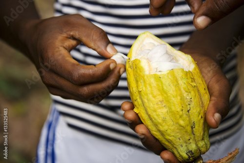 Cocoa fruit