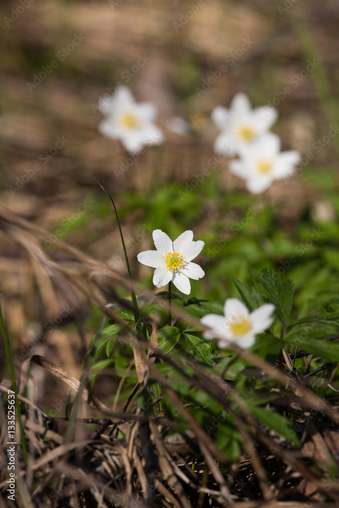 Beautiful white hepaticas on a natural background in spring Beautiful white hepaticas on a natural background in spring