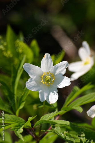 Beautiful white hepaticas on a natural background in spring