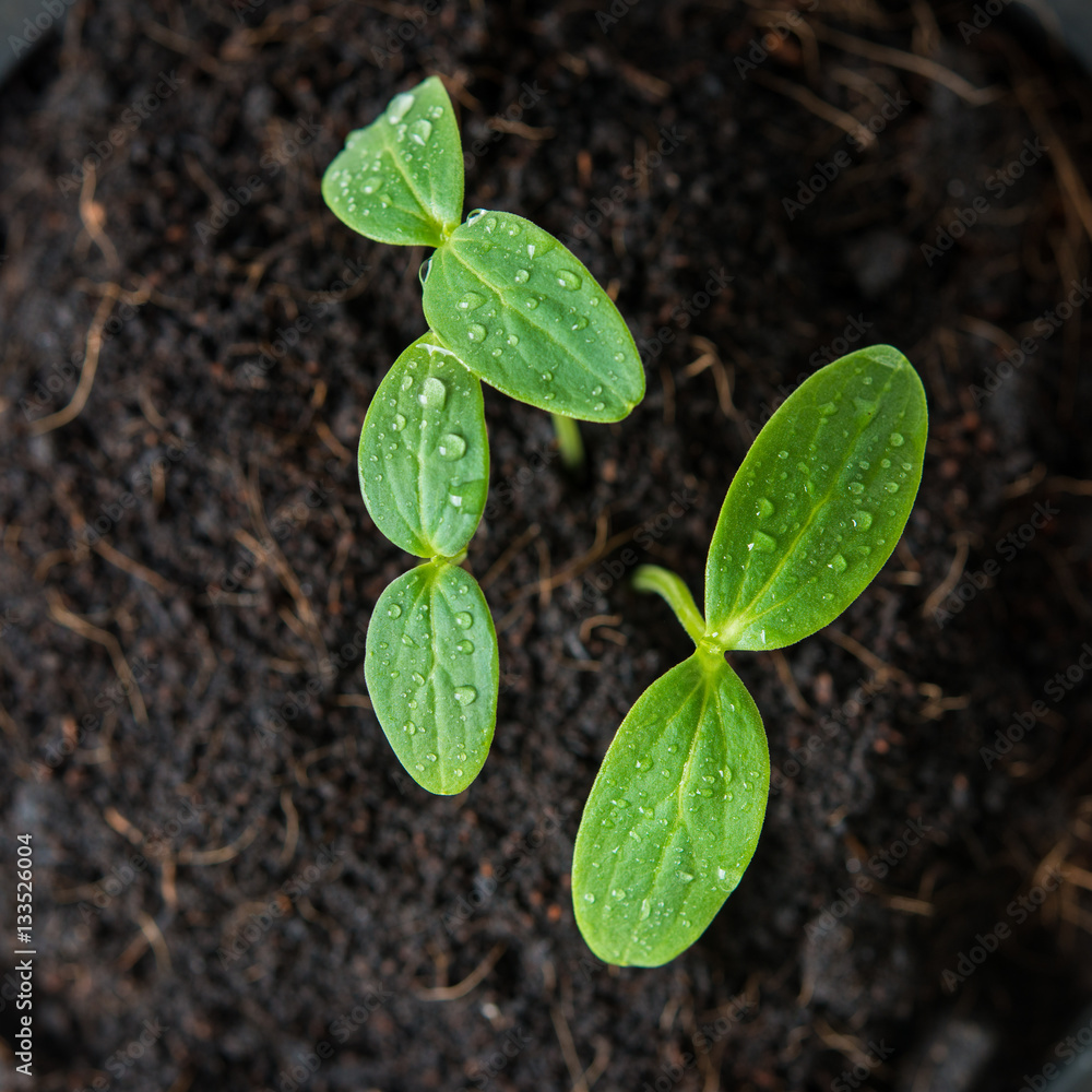 green sprout seed green sprout seed