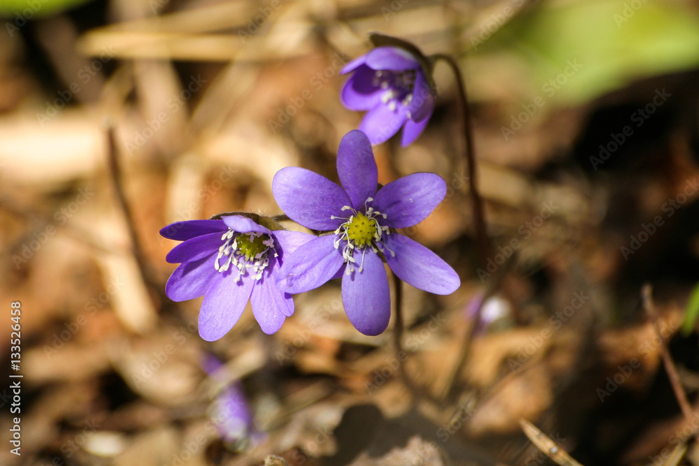 Beautiful common hepaticas on a natural background in spring Beautiful common hepaticas on a natural background in spring
