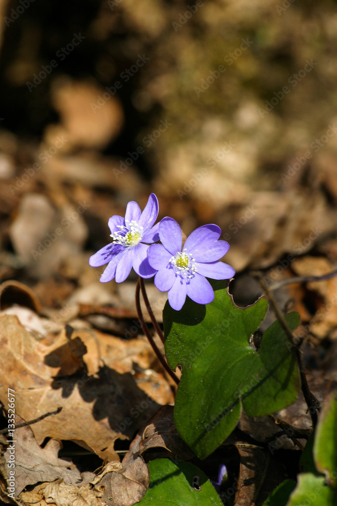 Beautiful common hepaticas on a natural background in spring Beautiful common hepaticas on a natural background in spring