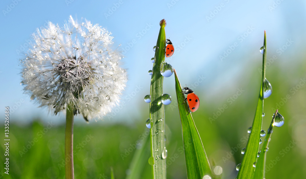 Fototapeta premium Dewy dandelion flower with ladybugs in grass. Spring season.
