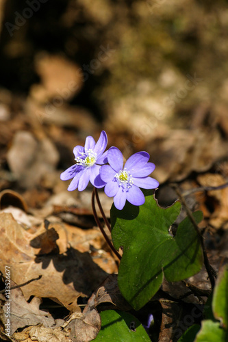 Beautiful common hepaticas on a natural background in spring