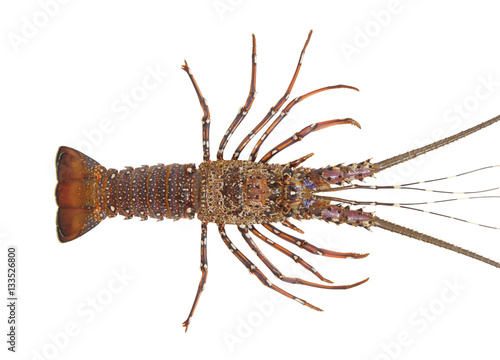 Fresh spiny lobster isolated on white background