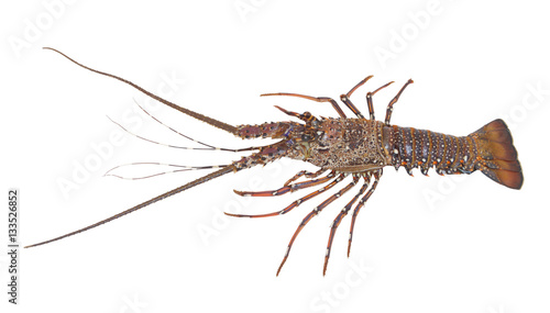 Fresh spiny lobster isolated on white background