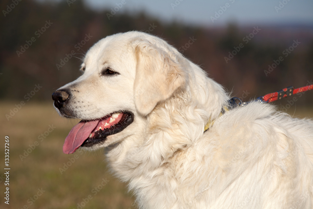 Portrait of nice white dog - slovakian chuvach