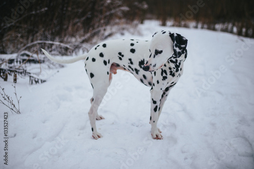Dalmatian Dog In Snow In Winter / Dalmatiner Hund im Schnee im Winter