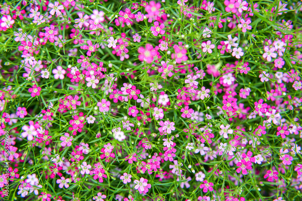 Naklejka premium small pink gypso flower