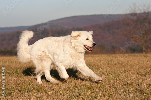 Nice white dog running on meadow