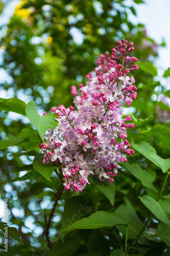 spring lilac flowers