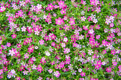 small pink gypso flower