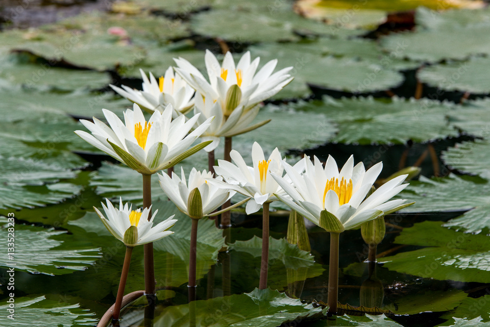 white water lily