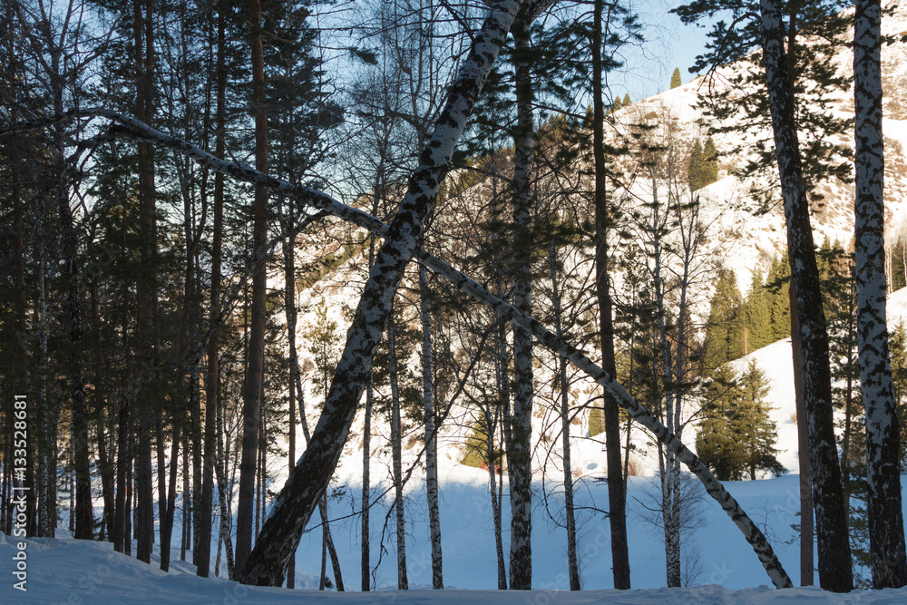 Fototapeta premium inclined birch forest