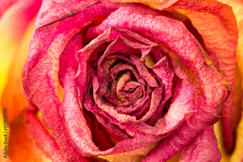 Beautiful rose flower close-up