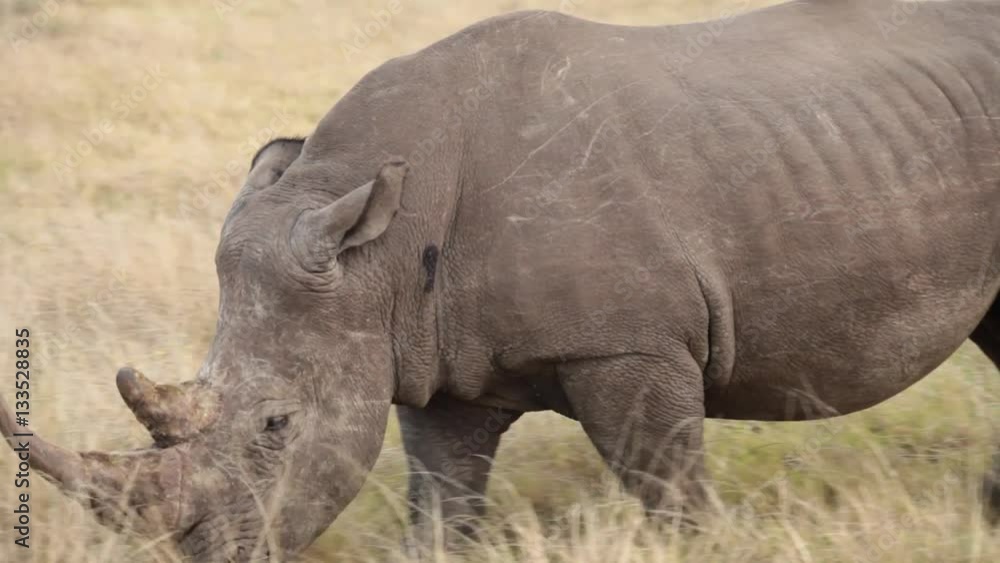 Male rhino with large horn walks through the plains
Male rhino with large horn walks through the plains
