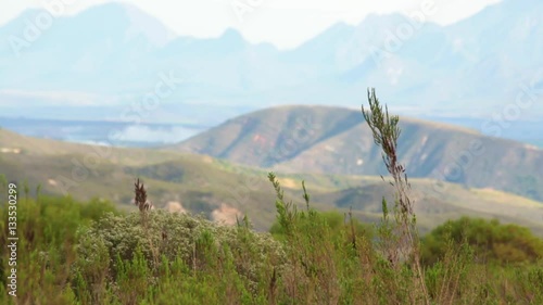 Fynbos grass waves in the wind with hazy hills and mountains in the distance
